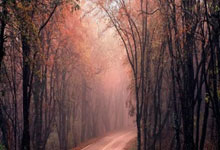 开云体育在线-蒙特雷替补席深度成优势，冲击世俱杯冠军