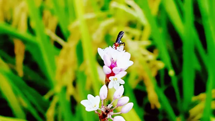 包含温哥华白稻遭遇澳门新学院，惨遭淘汰出局的词条