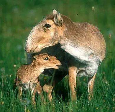 关于老妇人神勇如狮，击败对手轻松获胜的信息